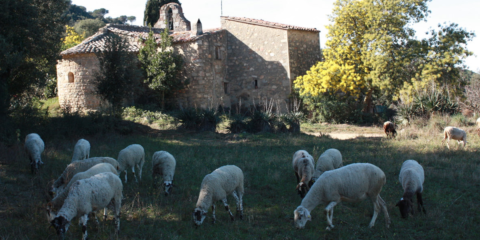 Subvenciones para Instalaciones Térmicas con Biomasa en los Parques Naturales de Barcelona