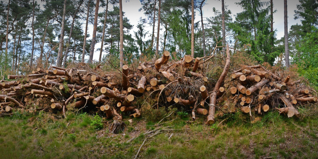 Bosque. Troncos. Residuos forestales.