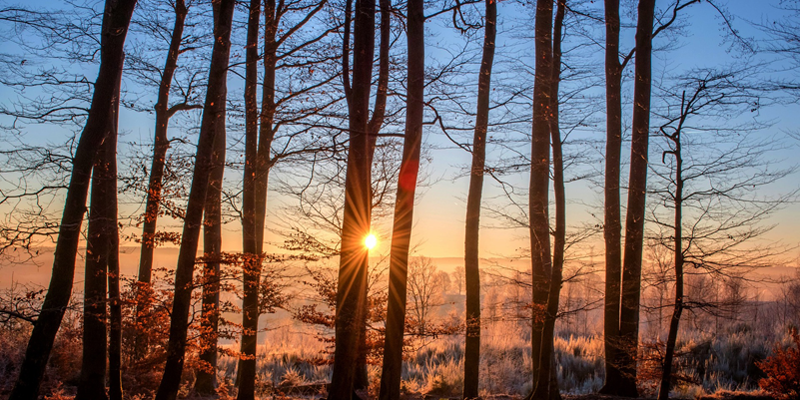 Bosque. Troncos. Madera. Sol.