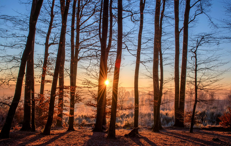 Bosque. Troncos. Madera. Sol.