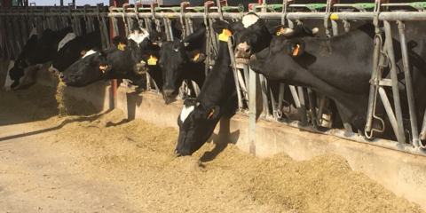 El sistema SALVIA permite a una granja láctea desconectar su instalación solar de la red eléctrica