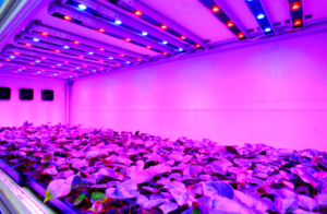 LED rojo y azul para mejorar el crecimiento de las plantas.