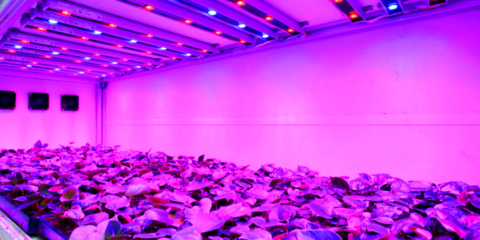 El crecimiento de la luz de horticultura impulsa el desarrollo de la tecnología LED y de la iluminación eficiente