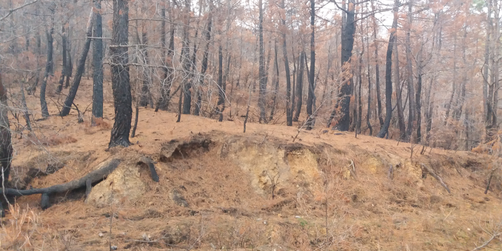 Zona forestal afectada por un incendio en la que Veolia está llevando a cabo tareas de recuperación.