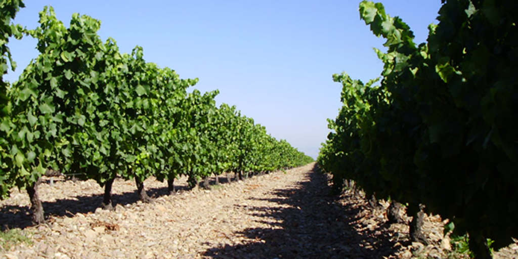 CIRCE coordina un proyecto que pretende aprovechar residuos del sector vitivinícola para generar energía