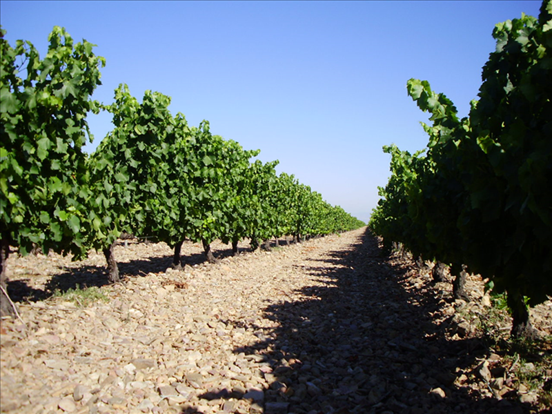 CIRCE coordina un proyecto que pretende aprovechar residuos del sector vitivinícola para generar energía