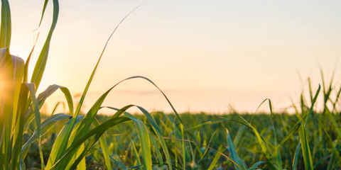 La bioenergía moderna, la renovable que más crecerá hasta 2023