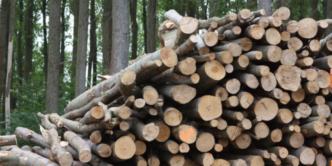 Agricultura convoca ayudas a la cooperación para el suministro sostenible de biomasa por valor de 240.000 euros