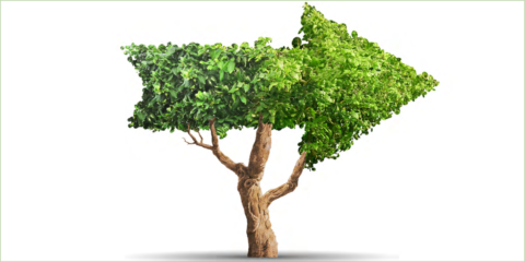 Científicos europeos elaboran una agenda para aprovechar el potencial de la bioenergía en la transición energética