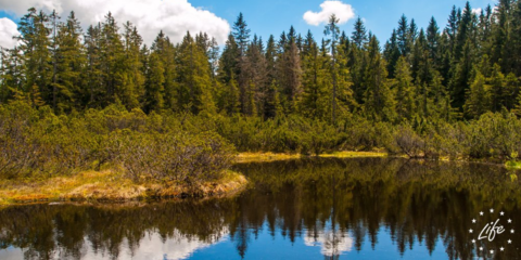 Acuerdo provisional para que la UE aumente los fondos del Programa LIFE de Medio Ambiente y Acción por el Clima
