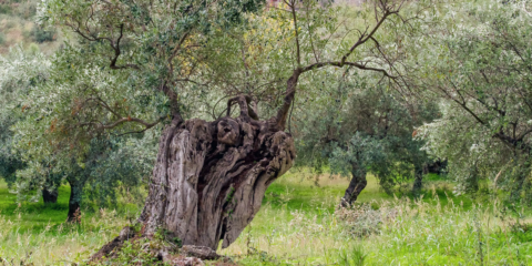 Jaén ya tiene un Foro Técnico Empresarial de la Biomasa para analizar el potencial biomásico del olivar y del sector forestal