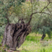 Jaén ya tiene un Foro Técnico Empresarial de la Biomasa para analizar el potencial biomásico del olivar y del sector forestal