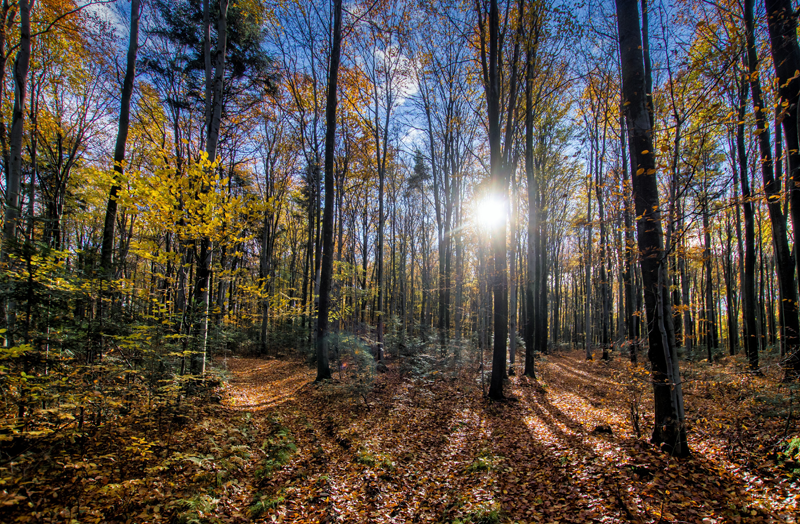 Bosque. 