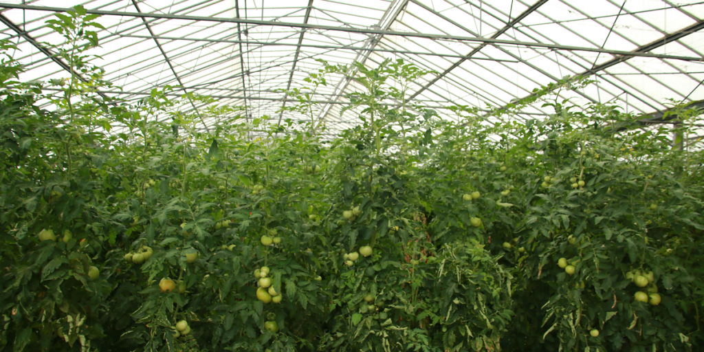 Tomatera. Invernadero. País Vaco. Eficiencia energética en explotaciones agrícolas y ganaderas.