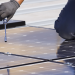 Un total de 90 proyectos han recibido las ayudas para el autoconsumo fotovoltaico en pymes baleares