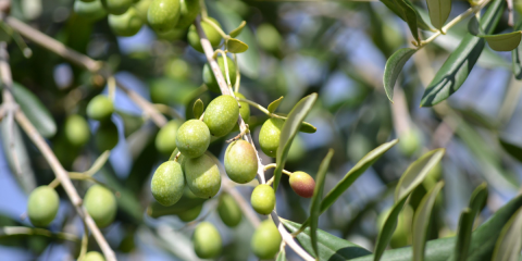 El proyecto Oliven investiga cómo lograr la eficiencia energética en la producción del aceite de oliva virgen