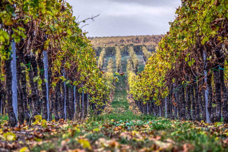 Ence proporciona una solución sostenible para los subproductos vitivinícolas de Castilla-La Mancha