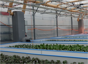 Invernadero Swissorchid