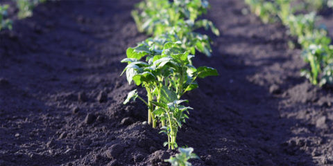 Ivace Energía subvenciona la mejora de eficiencia energética en explotaciones agropecuarias