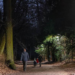 Las soluciones de Schréder reducen el consumo energético del parque Bois de la Cambre de Bruselas