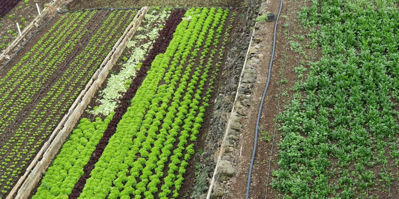 instalación agropecuaria Canarias