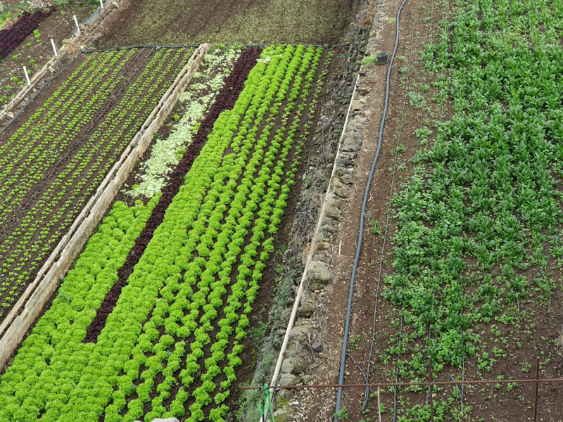 instalación agropecuaria en Canarias