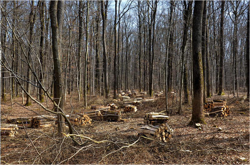 Bosque con maderas cortadas.