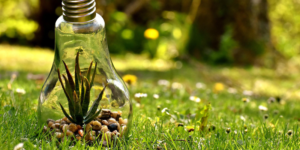 Bombilla en un césped verde frondoso.