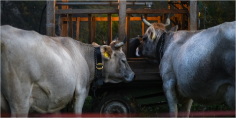 Ayudas para mejorar la eficiencia energética en explotaciones agropecuarias de Castilla y León