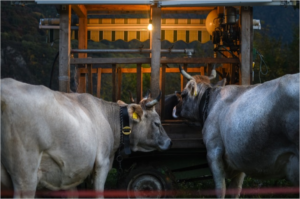 Dos vacas de espaldas.