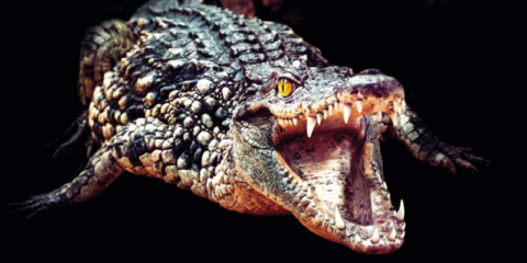 LEDVANCE presenta novedades en la actualización de la lista de precios septiembre 2022