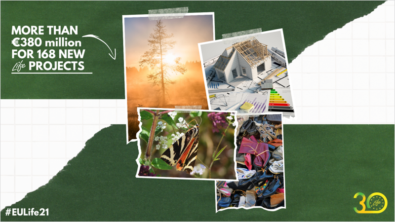 Collage de una casa en rehabilitación, una mariposa, ropa y un árbol en el bosque.