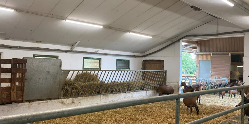 Instalación agricola de Francia con animales, paja en el suelo e iluminación en el techo.