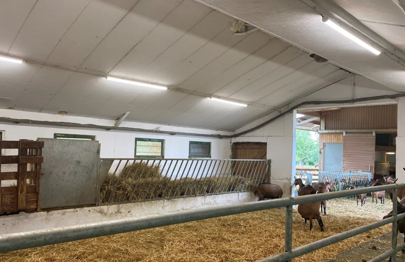 Instalación agricola de Francia con animales, paja en el suelo e iluminación en el techo.