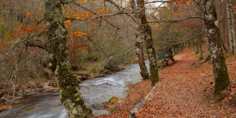 Convocatoria de ayudas para apoyar proyectos transformadores que promuevan la bioeconomía forestal