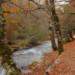 Convocatoria de ayudas para apoyar proyectos transformadores que promuevan la bioeconomía forestal