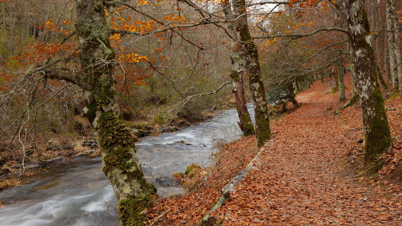 Bosque en otoño lleno de hojas y un río con agua corriendo.