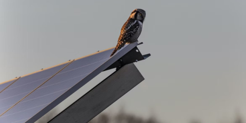 Consulta pública del borrador de actualización del Plan Nacional Integrado de Energía y Clima