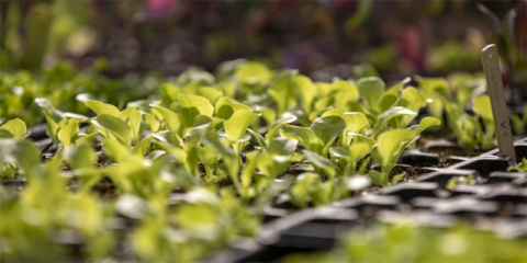 Convocatoria de ayudas para que el sector agrícola de Galicia optimice su consumo energético