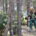 Luz verde a las acciones de extracción de biomasa forestal del proyecto Valencia Biovaloriza