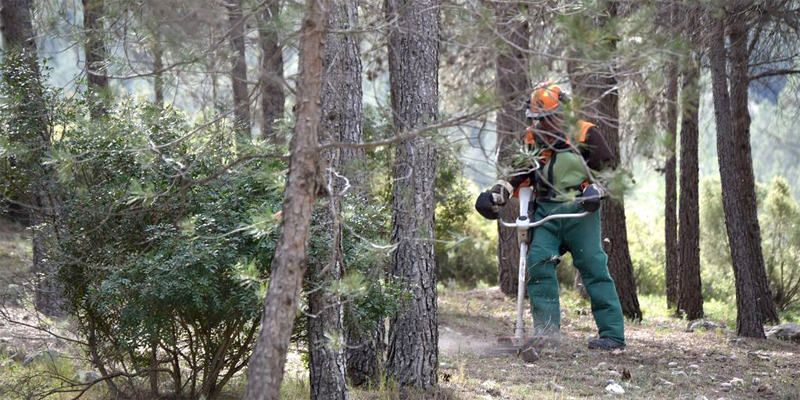 de extracción de biomasa forestal para generar energía limpia