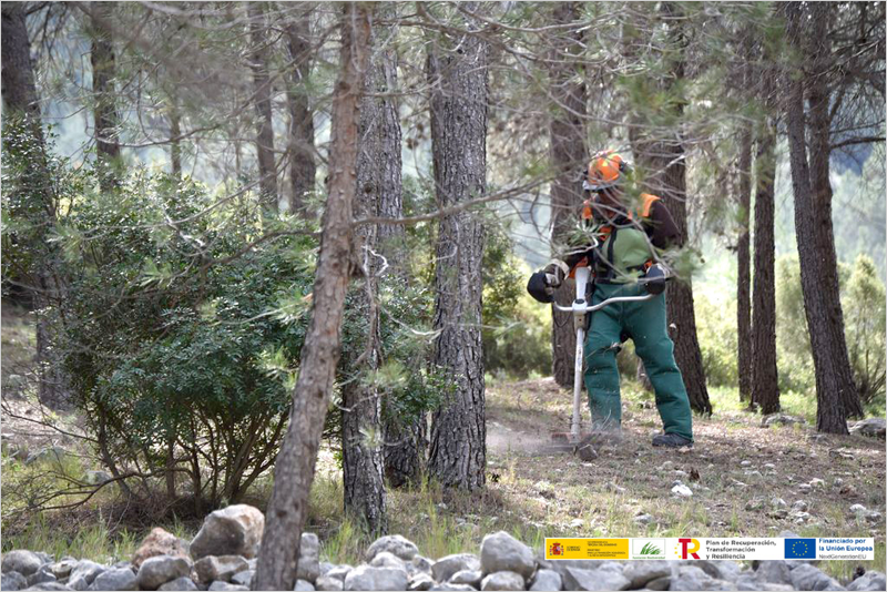 Luz verde a las acciones de extracción de biomasa forestal dentro del proyecto Valencia Biovaloriza