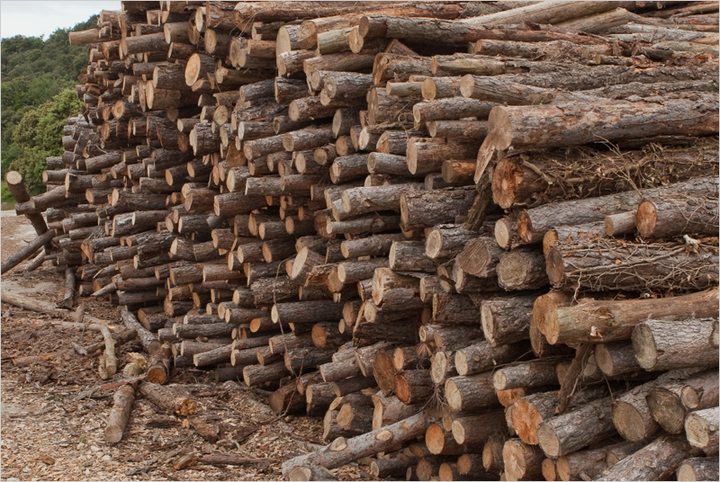 El consumo de biomasa forestal para usos térmicos crece en Cataluña un 12% en 2024