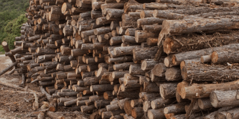 El consumo de biomasa forestal para usos térmicos crece en Cataluña un 12% en 2024